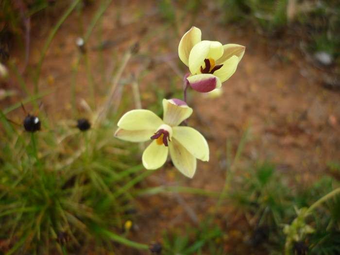 Thelymitra antennifera Vanilla orchid Sep 2020 02.JPG